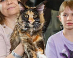 Кошки в Бору: Котенок мэйн кун, девочка Девочка, 40 000 руб. - фото 2