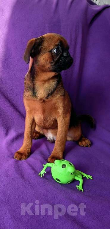 Собаки в Санкт-Петербурге: Рыжее солнышко Мальчик, 80 000 руб. - фото 4