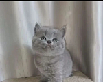 Кошки в Одинцово: Британские котята рождены 12.05.2026 Мальчик, 7 500 руб. - фото 3