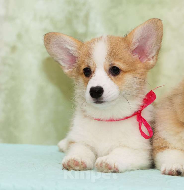 Собаки в Москве: Альмаре Феа Бриошь Девочка, 80 000 руб. - фото 1