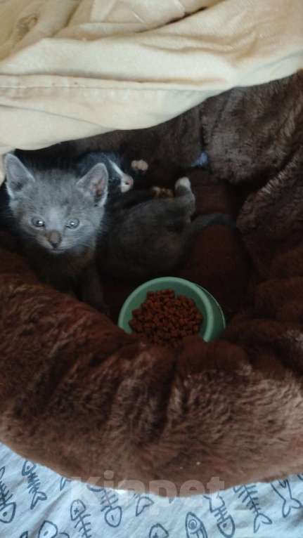 Кошки в Волгодонске: Очень красивая девочка Девочка, Бесплатно - фото 2