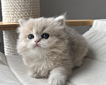 Кошки в Калининграде: Британская золотая шиншилла. Котята Мальчик, 60 000 руб. - фото 2