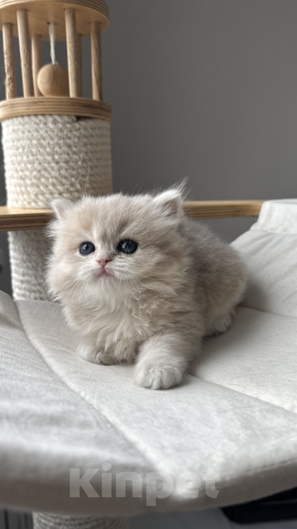 Кошки в Калининграде: Британская золотая шиншилла. Котята Мальчик, 60 000 руб. - фото 2
