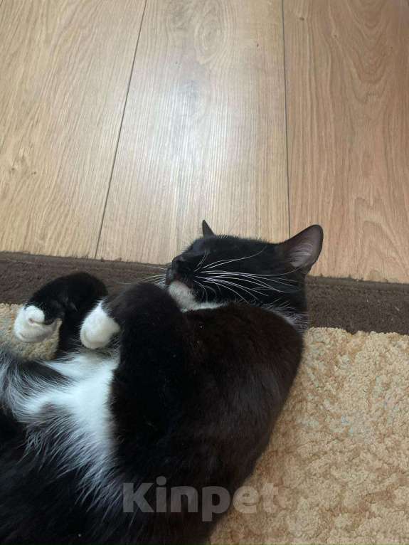 Кошки в Екатеринбурге: Отдам в добрые руки прекрасного кота по имени Бантик Мальчик, Бесплатно - фото 1