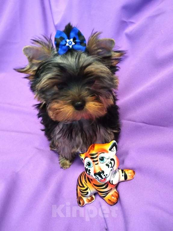 Собаки в Москве: Йоркширский терьер- верный друг на всю жизнь Мальчик, 35 000 руб. - фото 3