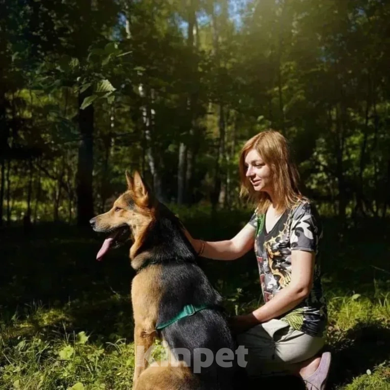 Собаки в Лобне: Лорд. Мальчик, Бесплатно - фото 3