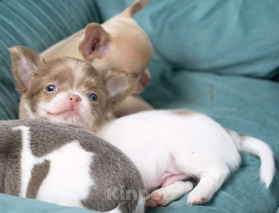 Собаки в Москве: Бело-лиловый мальчик чихуахуа Мальчик, 50 000 руб. - фото 2