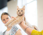 Кошки в Долгопрудном: Кремовый котенок мейн-кун Мальчик, 45 000 руб. - фото 5