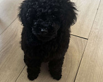Собаки в Москве: Щенок той-пуделя Мальчик, 70 000 руб. - фото 1