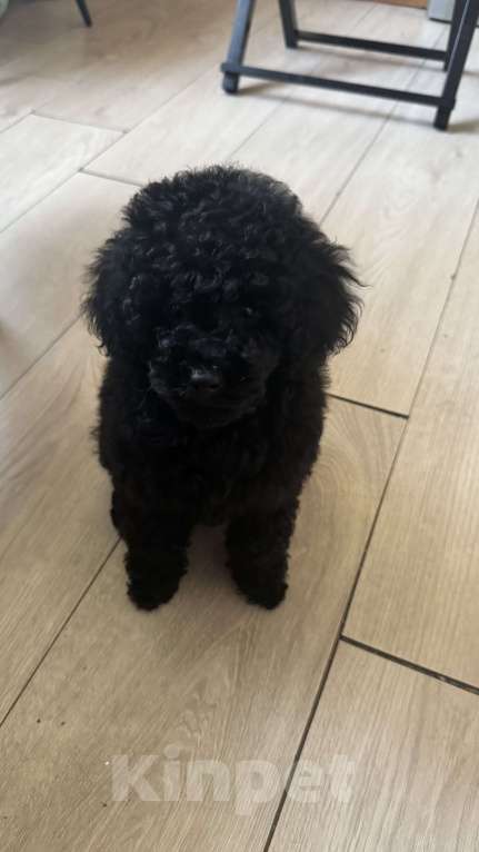 Собаки в Москве: Щенок той-пуделя Мальчик, 70 000 руб. - фото 1