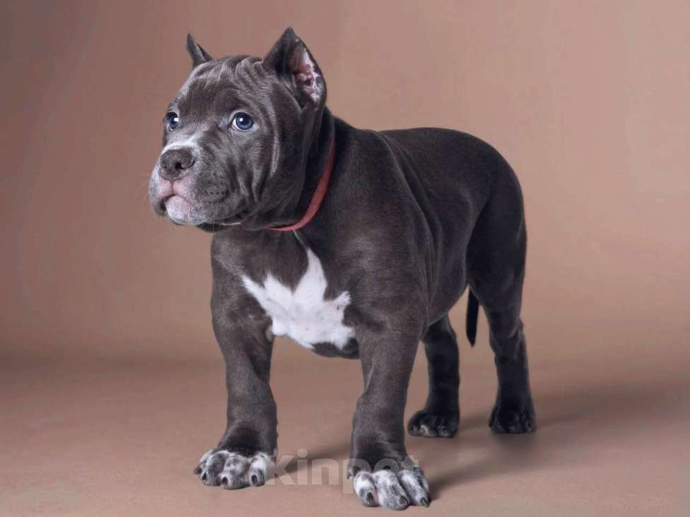 Собаки в Москве: Американский булли стандарт Девочка, 140 000 руб. - фото 3
