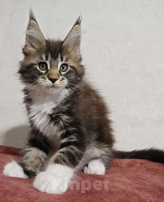 Кошки в Ульяновске: Котенок мейн кун Девочка, 50 000 руб. - фото 2