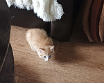 Кошки в Нижнекамске: Подарю котят в добрые руки Мальчик, Бесплатно - фото 6
