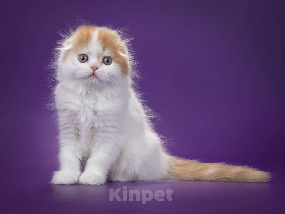 Кошки в Кисловодске: Шотландские котята Мальчик, 30 000 руб. - фото 7