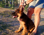Собаки в Новороссийске: Немецкая овчарка Мальчик, Бесплатно - фото 1