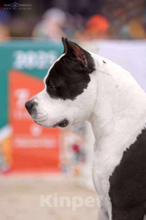 Собаки в Москве: Щенок амстаффа в семью Мальчик, 70 000 руб. - фото 3