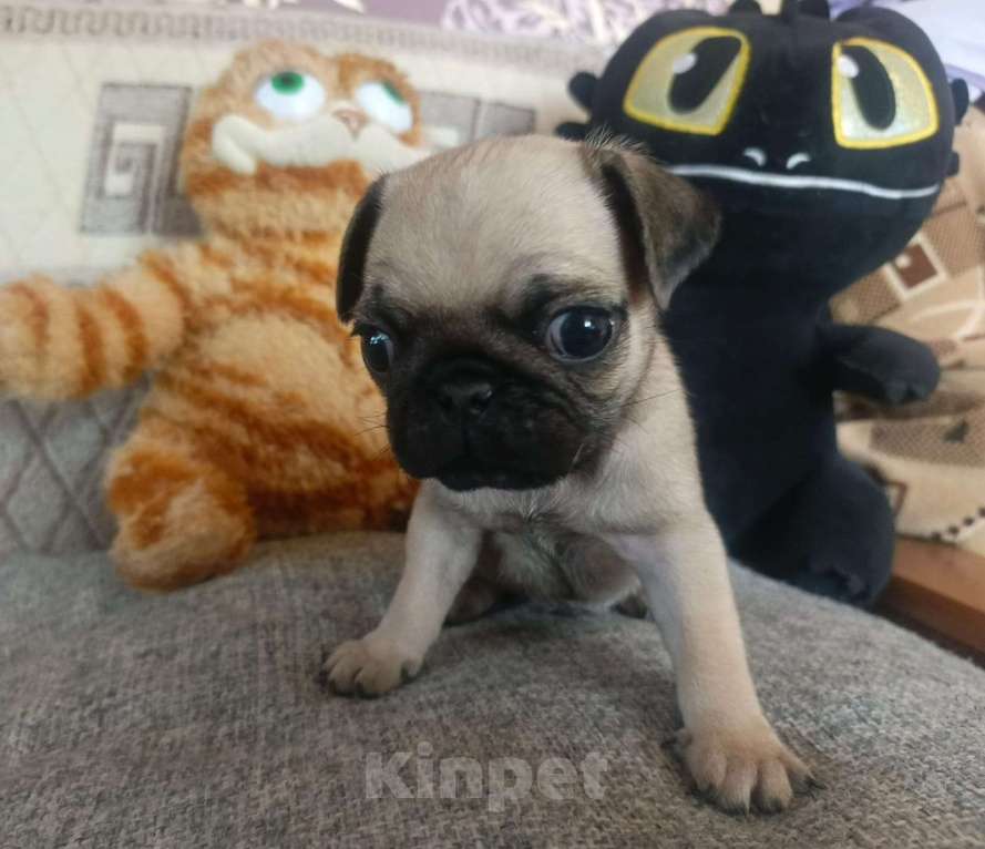 Собаки в Темнике: Мопсики  Мальчик, 20 000 руб. - фото 3