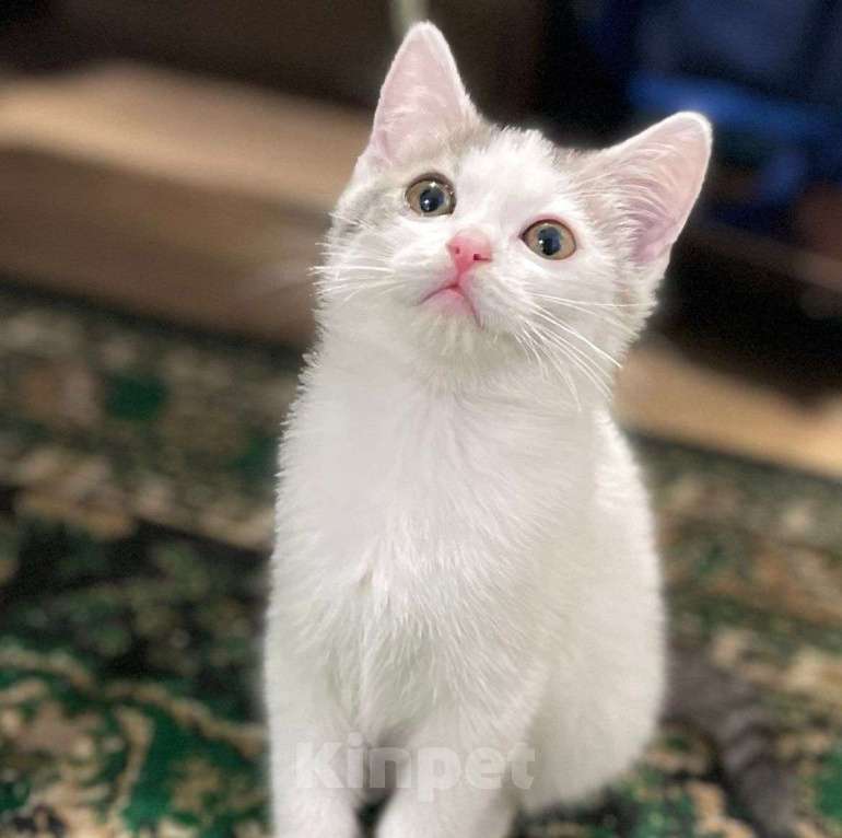 Кошки в Москве: Маленький котенок в добрые руки!  Мальчик, Бесплатно - фото 3