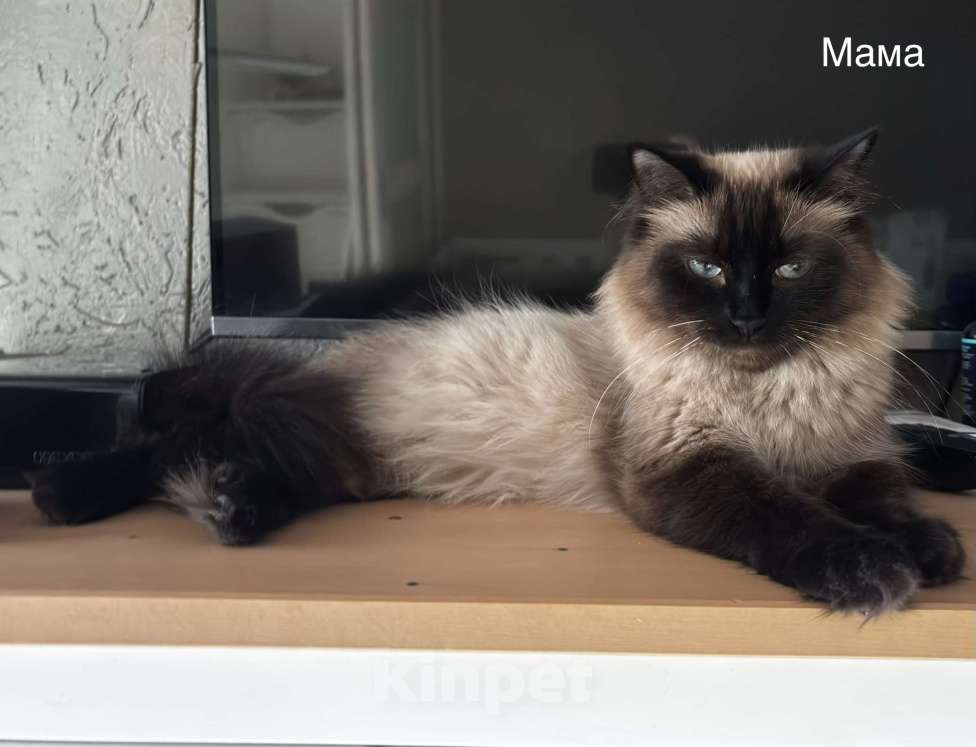 Кошки в Москве: Невские маскарадные котята Мальчик, 22 000 руб. - фото 5