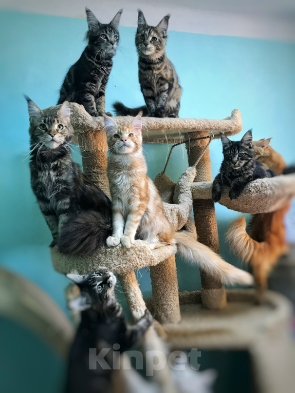 Кошки в Чусовой: Ласковые гиганты Девочка, Бесплатно - фото 1
