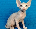 Кошки в Королеве: канадские сфинксята из питомника Мальчик, 60 000 руб. - фото 3