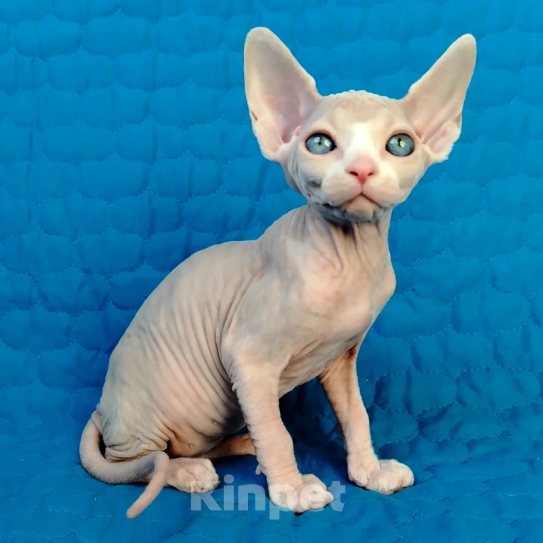 Кошки в Королеве: канадские сфинксята из питомника Мальчик, 60 000 руб. - фото 3