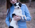 Собаки в Москве: Маленькая собачка, 3 кг в добрые руи Девочка, Бесплатно - фото 2