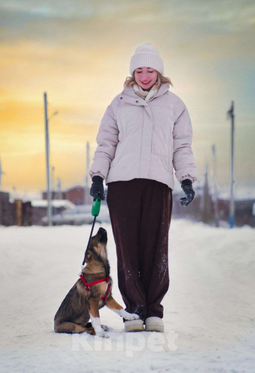 Собаки в других городах Московской области: самая ласковая девочка ищет дом Девочка, Бесплатно - фото 3