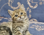Кошки в Ростове-на-Дону: Шотландские прямоухие котята Разнополые, 8 000 руб. - фото 2