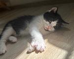 Кошки в Краснодаре: Черно-белый котик Мальчик, Бесплатно - фото 8