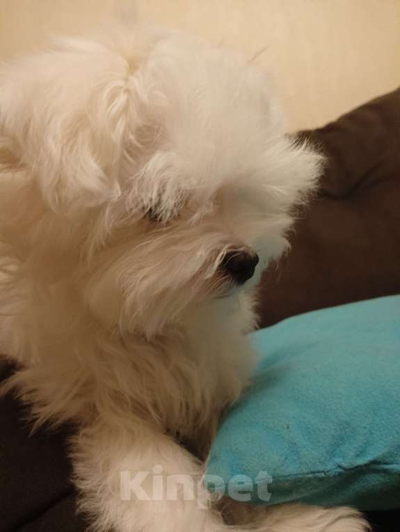 Собаки в Перми: Малыши породы Мальтийская болонка Мальчик, 30 000 руб. - фото 4