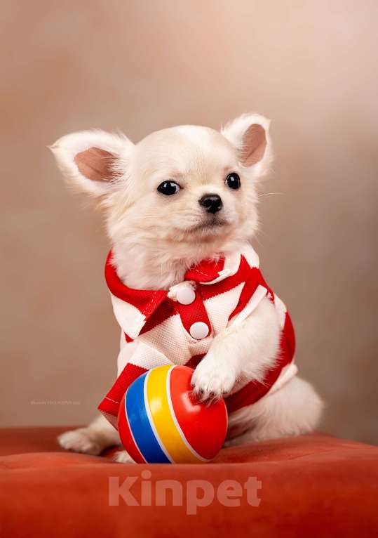 Собаки в Рязани: Щенок чихуахуа предлагается Мальчик, 50 000 руб. - фото 1