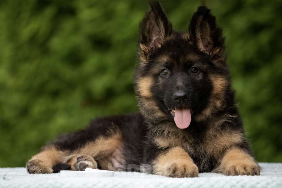 Собаки в других городах Московской области: Щенки длинношёрстной немецкой овчарки Мальчик, 60 000 руб. - фото 3