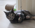 Кошки в Москве: Особенная кошечка ищет своего человека Девочка, Бесплатно - фото 8