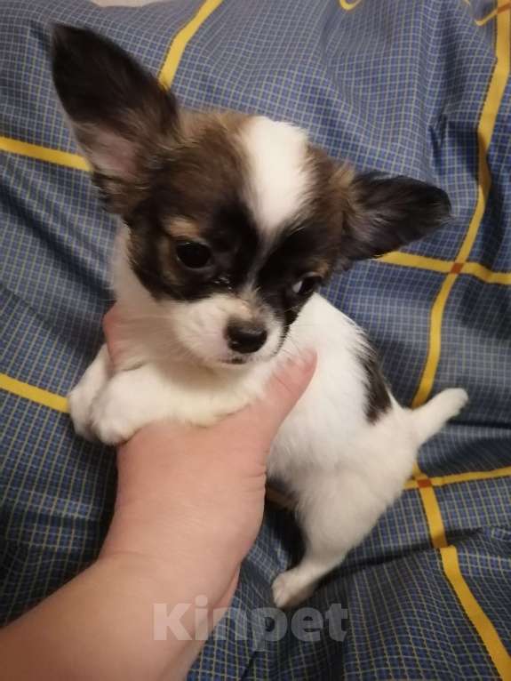 Собаки в Москве: Мальчик, белый с соболем.  Мальчик, 20 руб. - фото 5