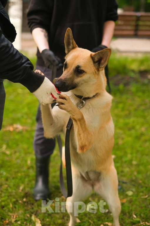 Собаки в Санкт-Петербурге: Собаки из приюта: смышлёная Катрин Девочка, Бесплатно - фото 6