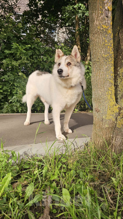 Собаки в Москве: Лайка Сема ищет дом Мальчик, Бесплатно - фото 6