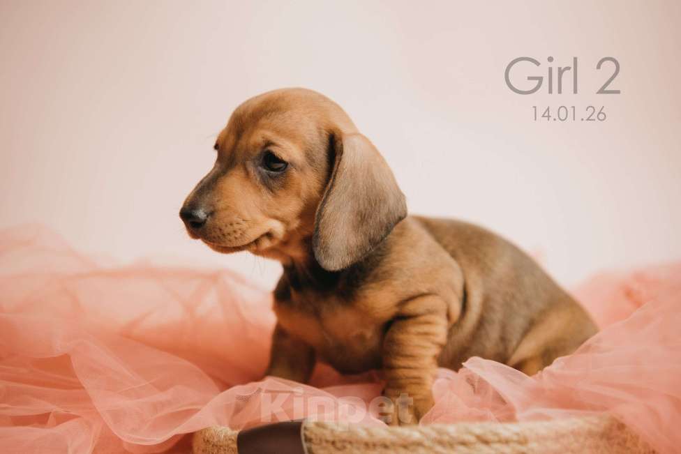 Собаки в Мурманске: Такса стандартная гладкошерстная Девочка, 50 000 руб. - фото 6