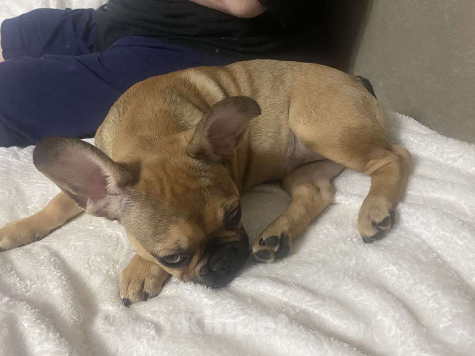 Собаки в Бугульме: Продаю своего подружку, так как нету времени заниматься Девочка, 27 000 руб. - фото 2