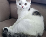Кошки в Ярославле: Шотландский короткошерстный котенок Мальчик, 25 000 руб. - фото 1