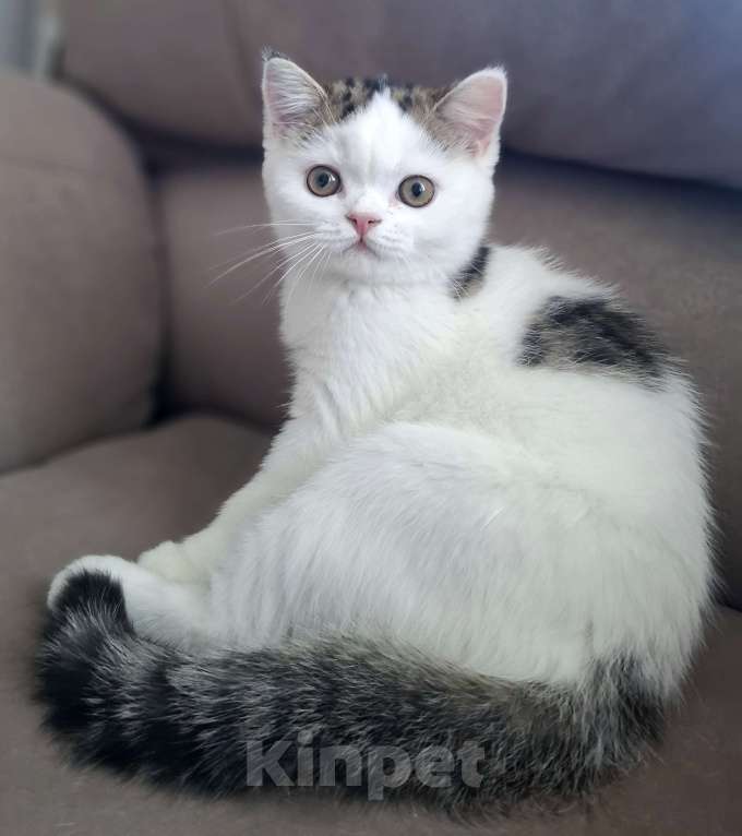 Кошки в Ярославле: Шотландский короткошерстный котенок Мальчик, 25 000 руб. - фото 1