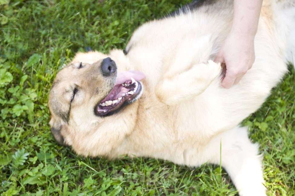 Собаки в Москве: Дуся Девочка, 300 руб. - фото 3