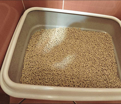 Девченки Рэгдолл 