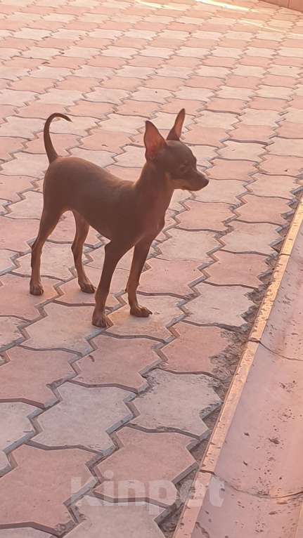 Собаки в Оренбурге: Щенок породы Русский той- Бонни Хан Браун  Мальчик, 50 000 руб. - фото 2