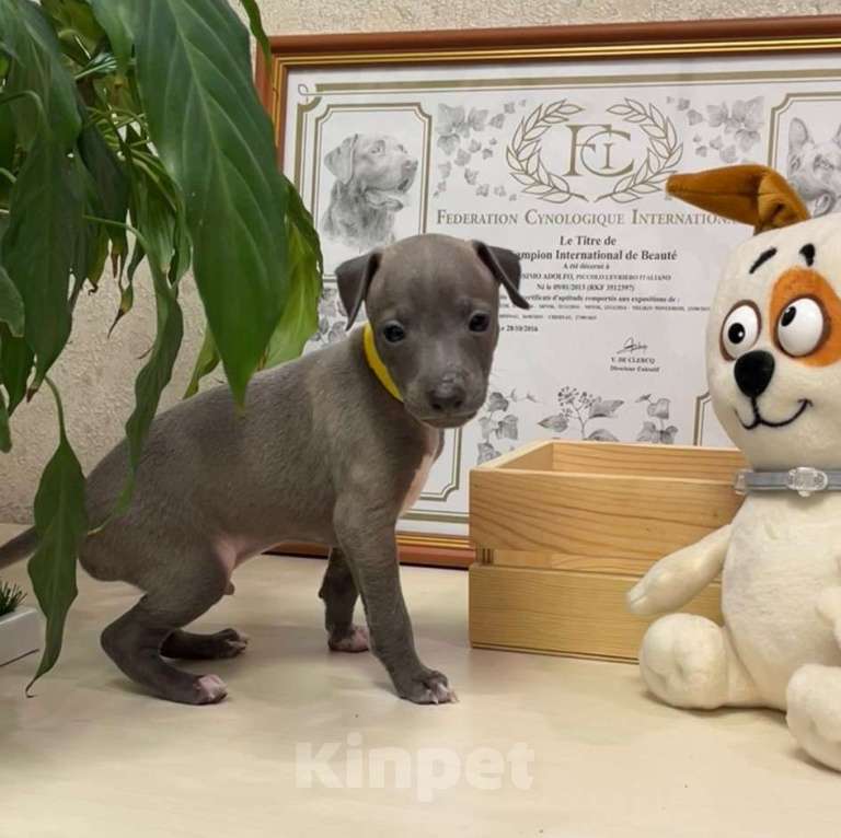 Собаки в Великом Новгороде: Щенок левретки Мальчик, 70 000 руб. - фото 1