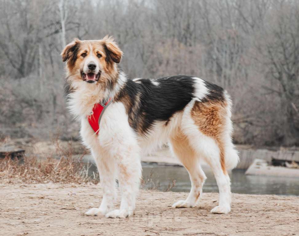 Собаки в Москве: Дюша - метис бордер-колли из приюта в добрые руки Мальчик, Бесплатно - фото 7