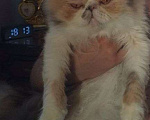 Кошки в Бирюче: Персидская кошка-подросток Девочка, 1 руб. - фото 1
