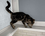Кошки в Теберде: Молодой котик ищет дом, Бесплатно - фото 7