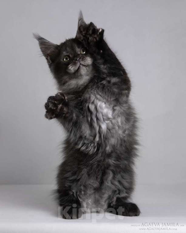 Кошки в Москве: Мейн-кун Зорро сладкий пирожок Мальчик, 105 000 руб. - фото 8