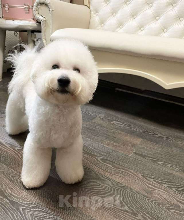 Собаки в Москве: мальчик Мальчик, 100 000 руб. - фото 4